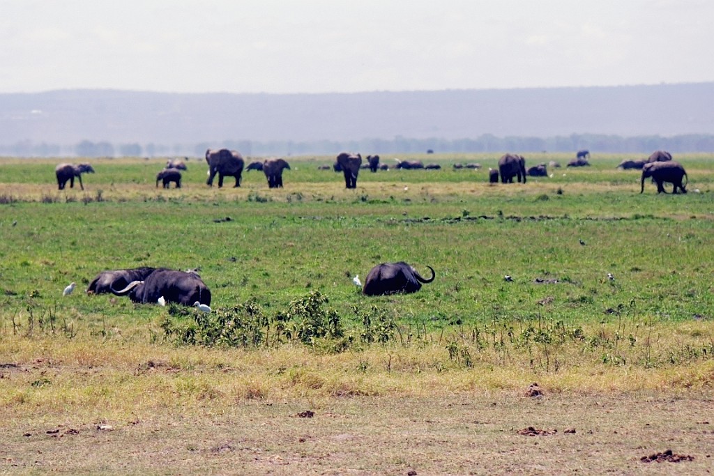 Kenia (179).jpg